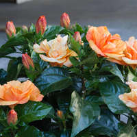 103IMG_5372