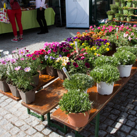 marché    46