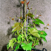 06960025_modifie-1