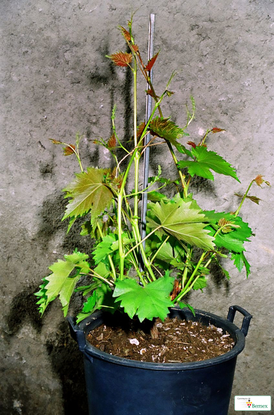 06960025_modifie-1